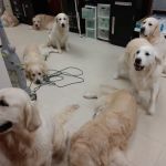 Pet Pro