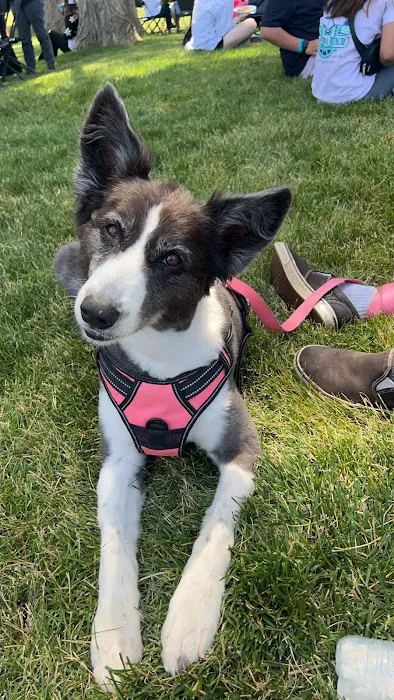 Pet Pro Picture 7
