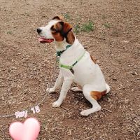 A & E Animal Hospital ico