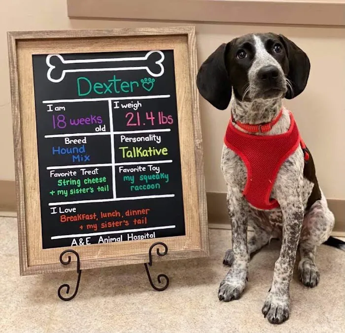 A & E Animal Hospital Picture 3