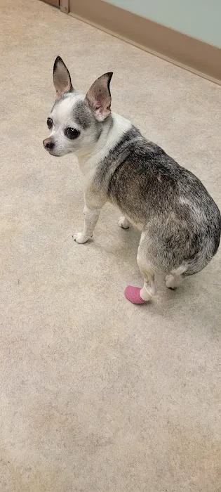 A & E Animal Hospital Picture 5