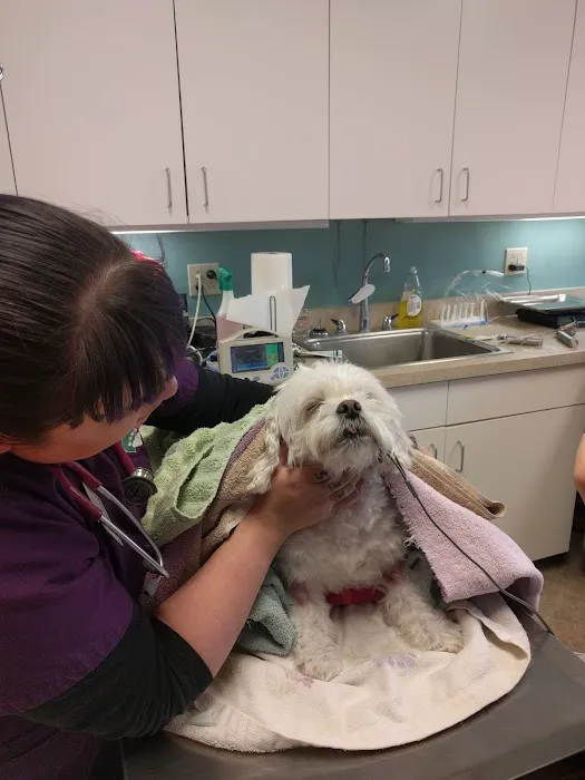 A & E Animal Hospital Picture 8