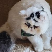 St Joseph Animal Hospital ico