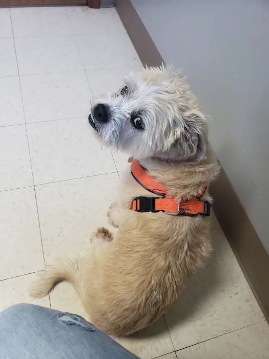 St Joseph Animal Hospital Picture 10