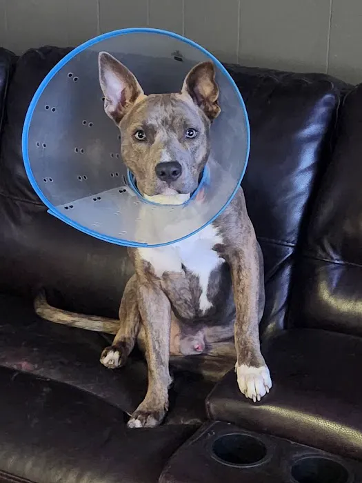 Caring Hands Animal Hospital: Buraglio Rebecca DVM Picture 2