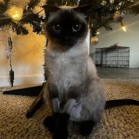 Good Friends Animal Hospital ico
