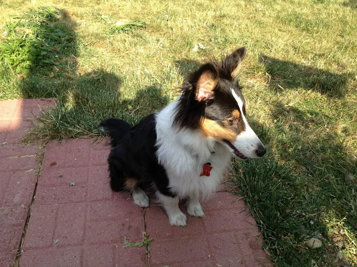Country View Veterinary Clinic Picture 9