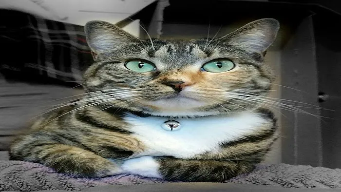 Cat Clinic of Central Illinois Picture 1