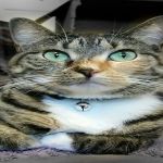 Cat Clinic of Central Illinois