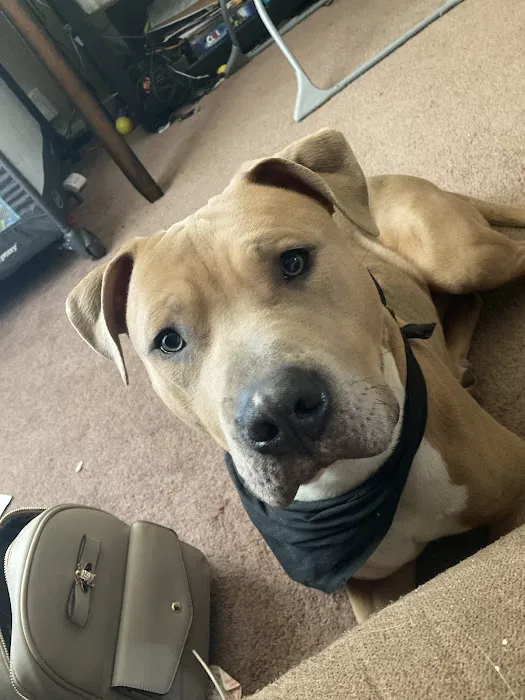 Bradley Animal Hospital Picture 4