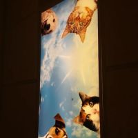 VCA County West Animal Hospital ico
