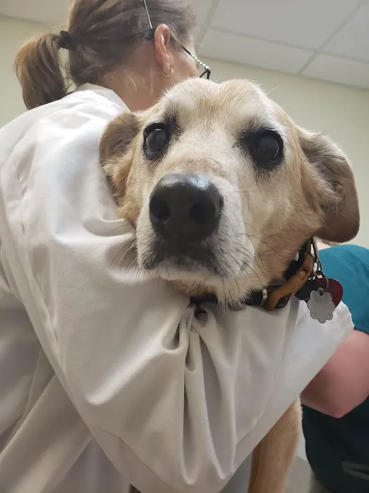 VCA County West Animal Hospital Picture 7