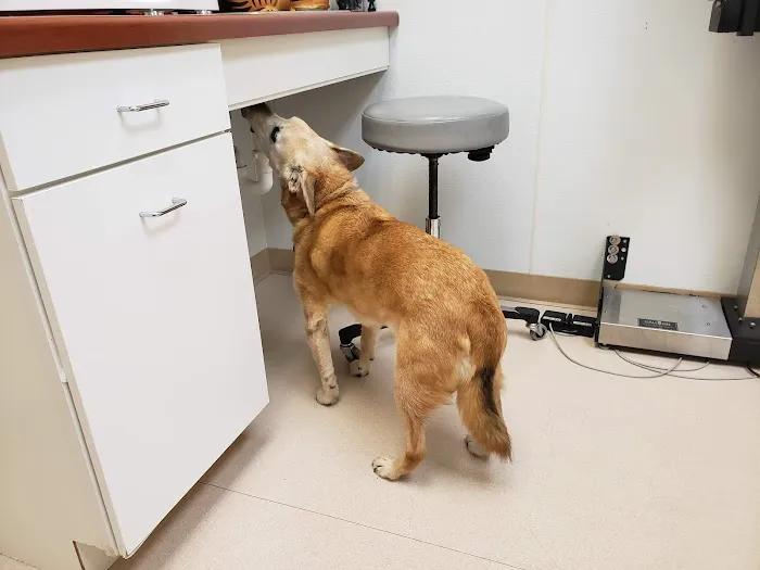 VCA County West Animal Hospital Picture 8