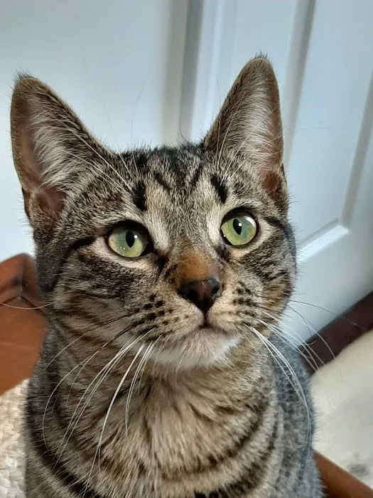 Dr Roth’s Mobile Vet Service Picture 10