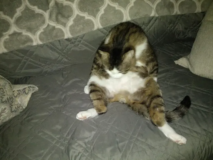 Whitman Veterinary Clinic Picture 8
