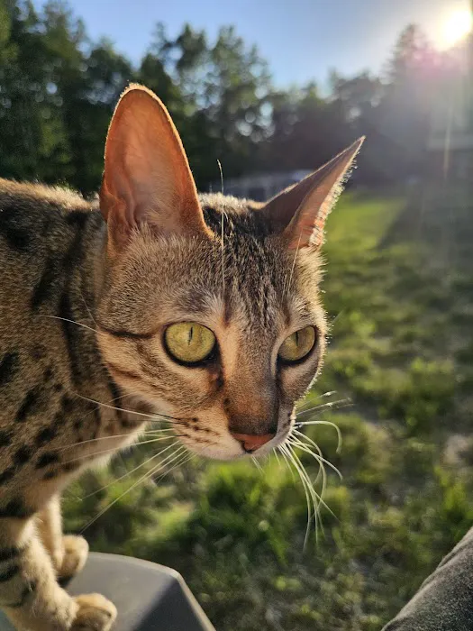 Select Exotics Savannah Cats Picture 4