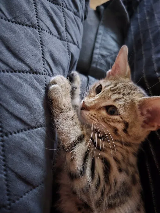Select Exotics Savannah Cats Picture 3