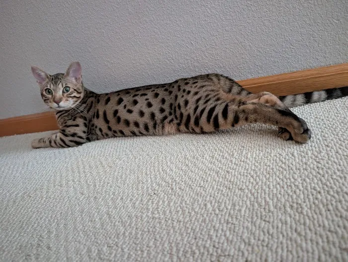 Select Exotics Savannah Cats Picture 1
