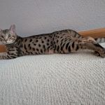 Select Exotics Savannah Cats