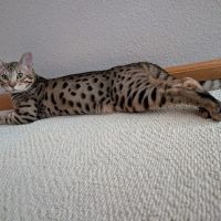 Select Exotics Savannah Cats ico