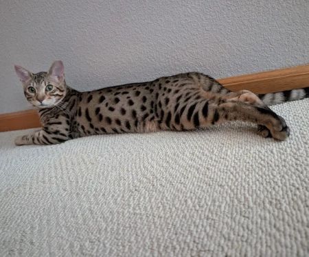 Select Exotics Savannah Cats