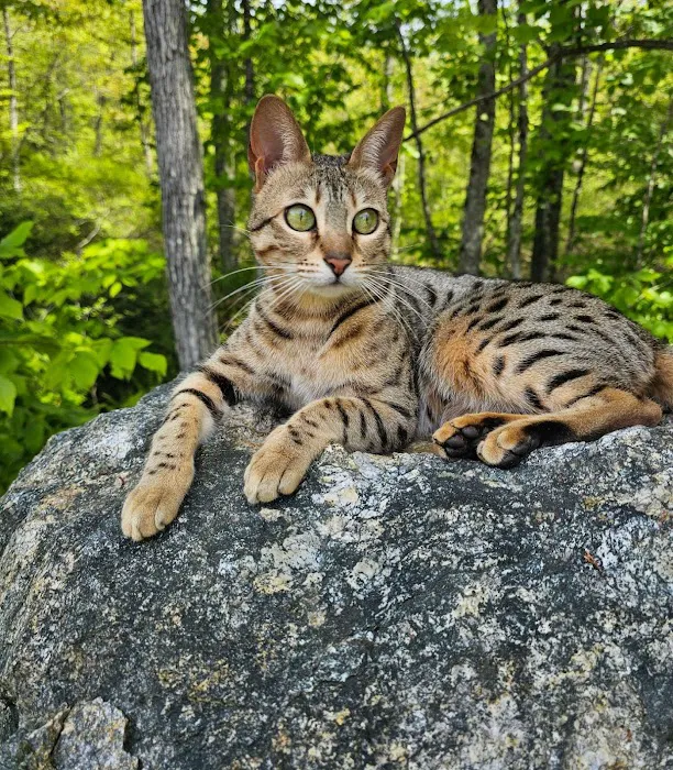 Select Exotics Savannah Cats Picture 5