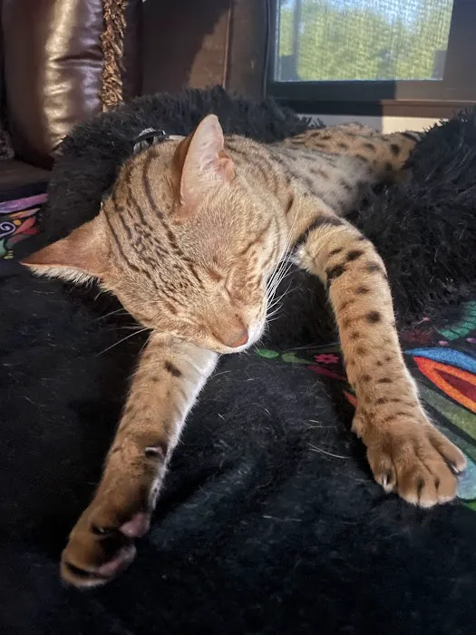 Select Exotics Savannah Cats Picture 6