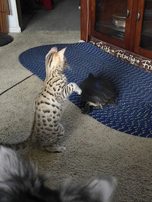 Select Exotics Savannah Cats Picture 8