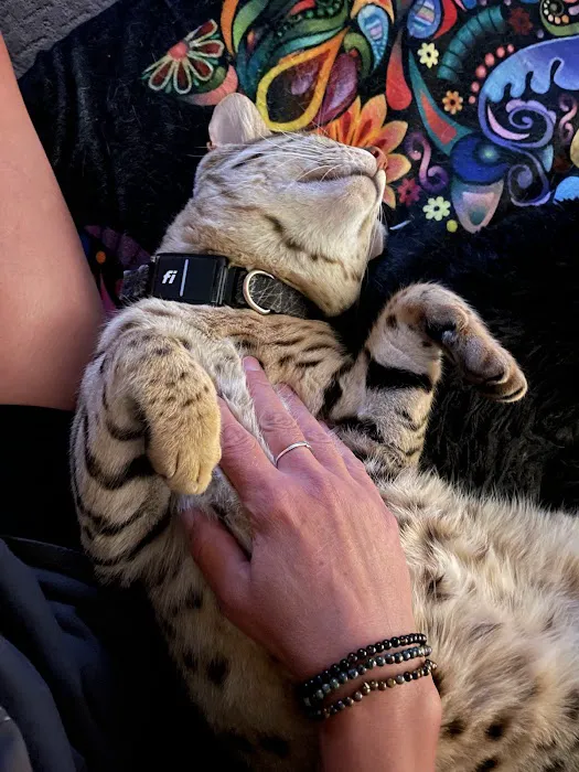 Select Exotics Savannah Cats Picture 7