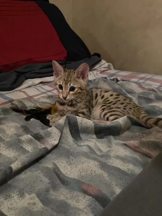 Select Exotics Savannah Cats Picture 9