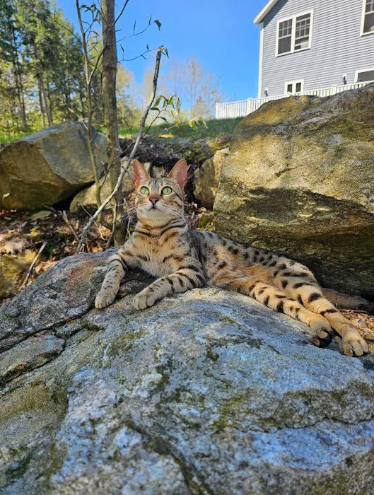 Select Exotics Savannah Cats Picture 10