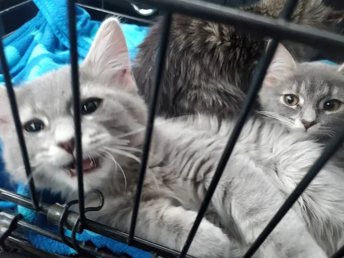 Skinner Animal Clinic Picture 3