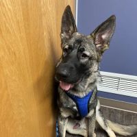 Emergency Veterinary Care Centers ico