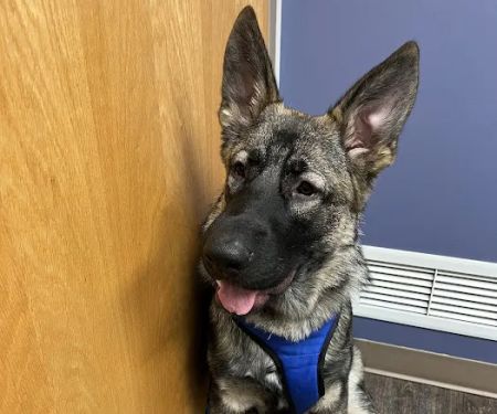 Emergency Veterinary Care Centers