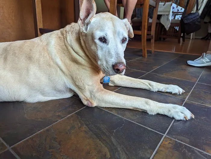 Emergency Veterinary Care Centers Picture 9