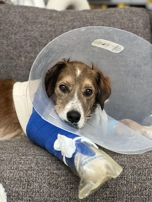 Emergency Veterinary Care Centers Picture 7