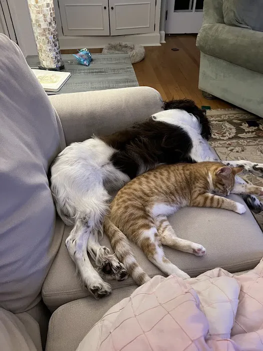 Orchard Road Animal Hospital Picture 5