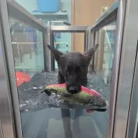 Canine Physical Rehab & Recreation, INC ico