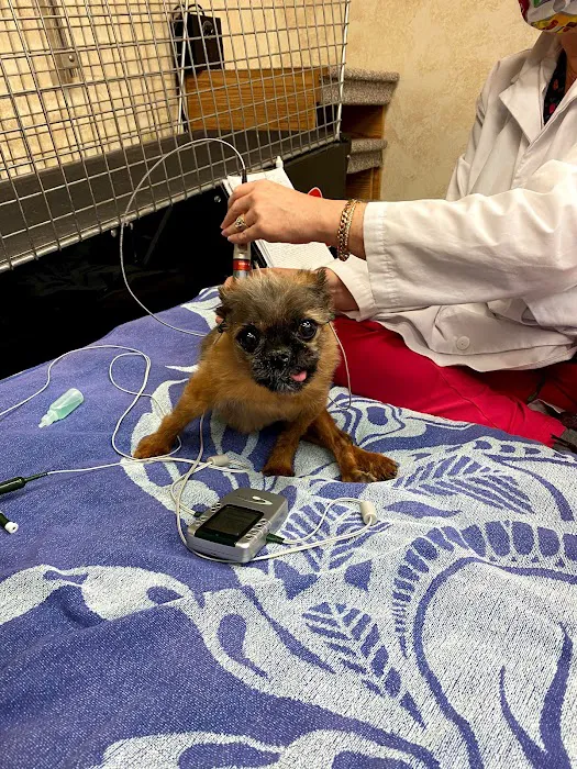 Canine Physical Rehab & Recreation, INC Picture 4