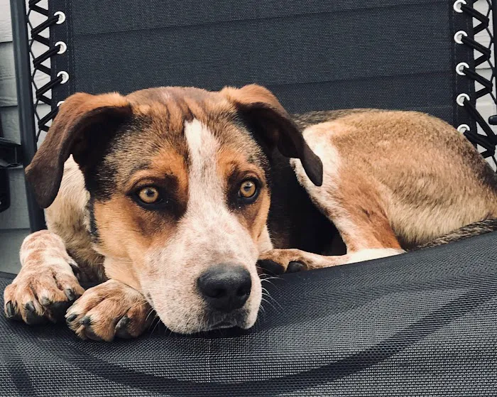 VCA Aurora Animal Hospital Picture 1