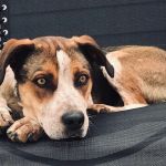 VCA Aurora Animal Hospital