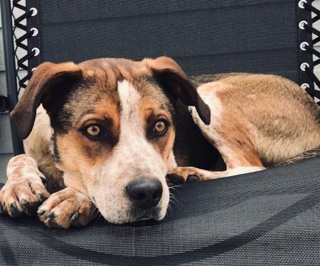VCA Aurora Animal Hospital
