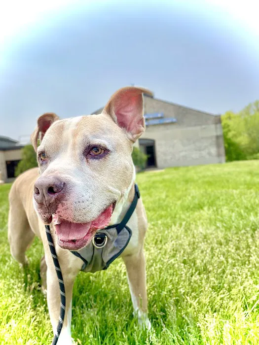 VCA Aurora Animal Hospital Picture 5