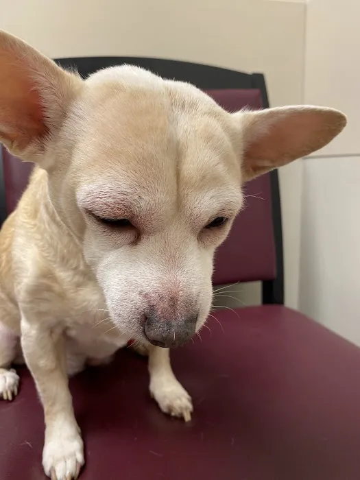 VCA Aurora Animal Hospital Picture 2