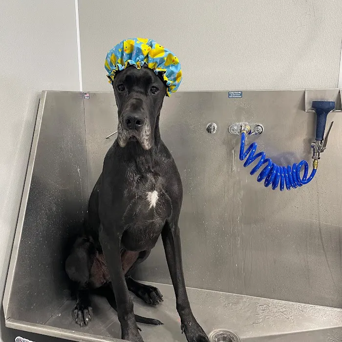Rusty Ridge Animal Center - Veterinary Hospital & Luxury Pet Lodging/Daycare Picture 6
