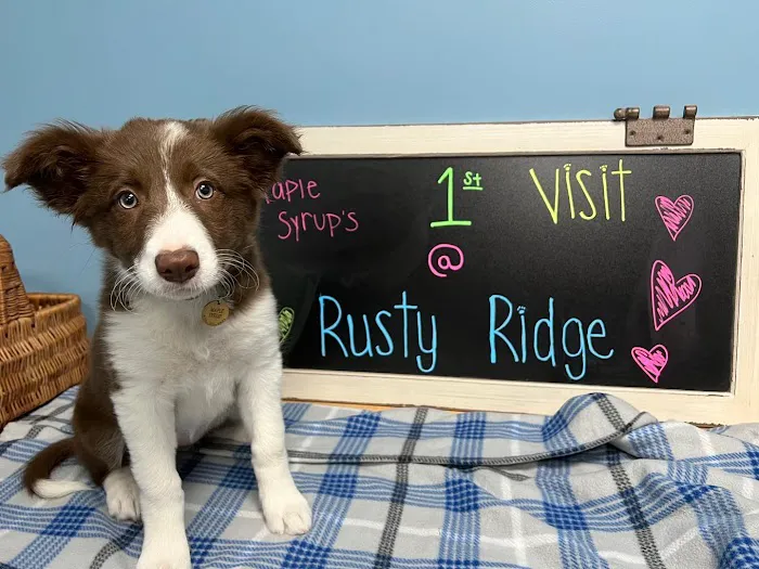 Rusty Ridge Animal Center - Veterinary Hospital & Luxury Pet Lodging/Daycare Picture 8