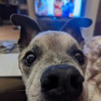Fox Valley Veterinary Clinic ico
