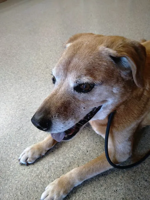 Fox Valley Veterinary Clinic Picture 5