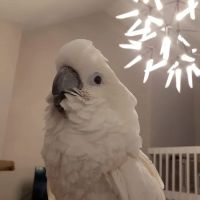 Animal House Veterinary Hospital ico