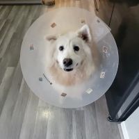 Randall Orchard Crossing Animal Hospital ico